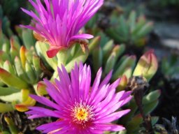 Lampranthus fugitans flowers